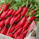 Редиска Багряний фінік, 10 г (Suba Seeds, Італія) - Зображення 2