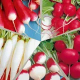 Редиска Конфеті, 10 г - Зображення 2