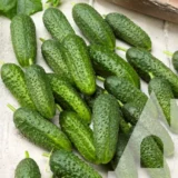 Огірок Абсолют F1, 10 шт (Bejo Zaden, Нідерланди) - Зображення 2