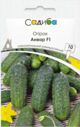 Огірок Анвар F1, 10 шт (Clause, Франція)