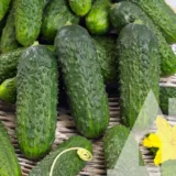 Огірок Анвар F1, 10 шт (Clause, Франція) - Зображення 2