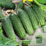 Огірок Амарок F1, 10 шт (Bejo Zaden, Нідерланди) - Зображення 2