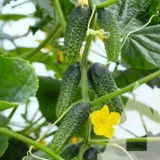 Огірок Амант F1, 10 шт (Bejo Zaden, Нідерланди) - Зображення 2